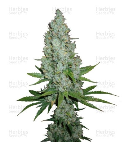 Amnesia Lemon Seeds