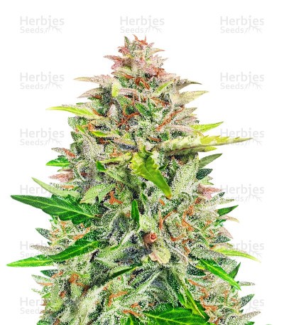 Amnesia Z Seeds