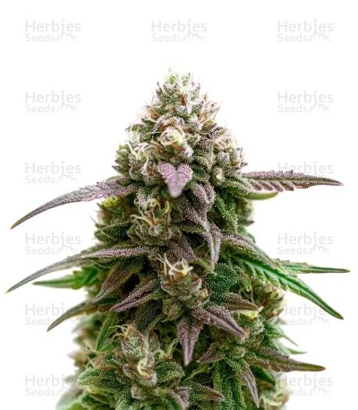 Apple Fritter Auto Seeds