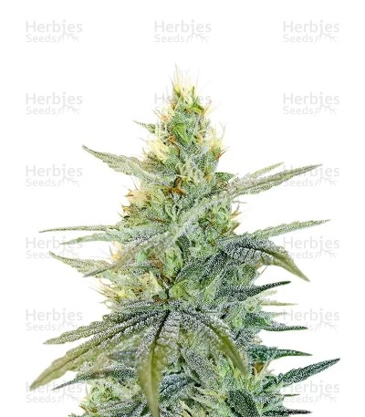 Apple Fritter Seeds (Barney's Farm)