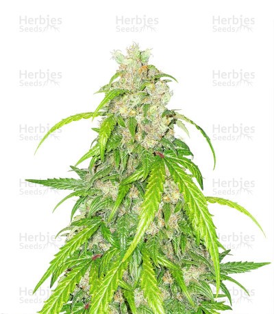 Apricot Auto Seeds
