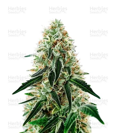 Arjan's Haze #3 feminized seeds