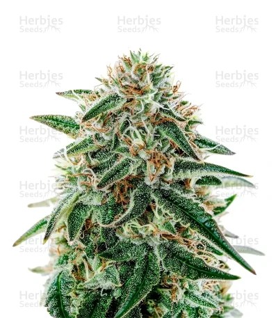 Arjan's Strawberry Haze Seeds