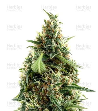 Arjan's Ultra Haze #1 Seeds
