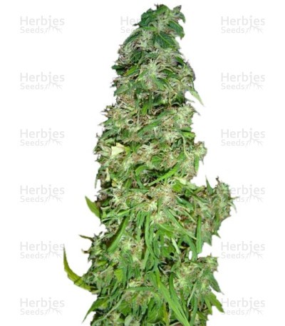 Arjan's Ultra Haze #2 (Mango Haze AUH#2) Seeds