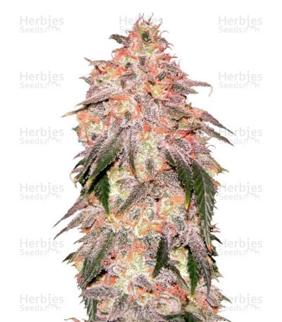 Aurora Indica Seeds (Nirvana Seeds)