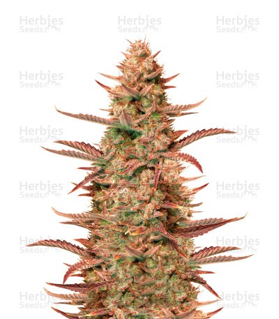 Auto Banana Blaze Seeds