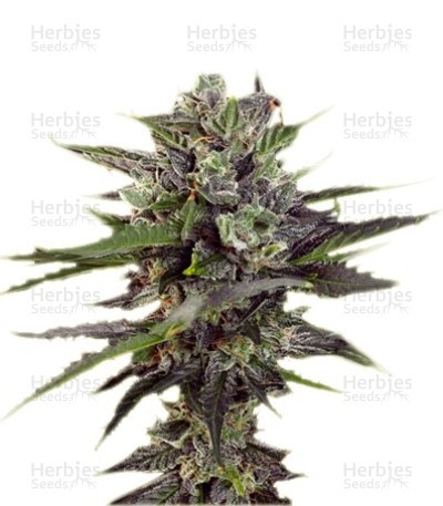 Auto Blueberry Seeds (Dutch Passion)