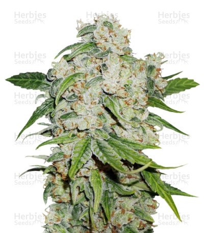 Auto Brooklyn Sunrise Seeds