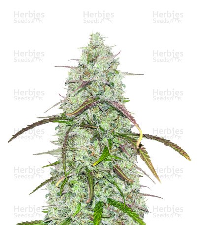 Auto CBD Critical Mass (1:15) (Herbies Seeds)