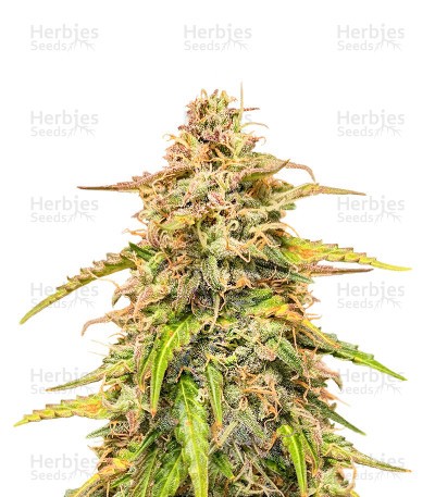 Auto CBD Kush 1:1 (Herbies Seeds)