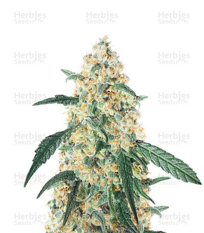 Auto CBD White Widow (1:1) (Herbies Seeds)