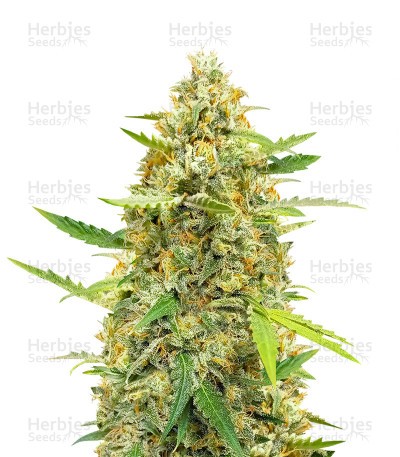 Auto Cinderella Jack Seeds