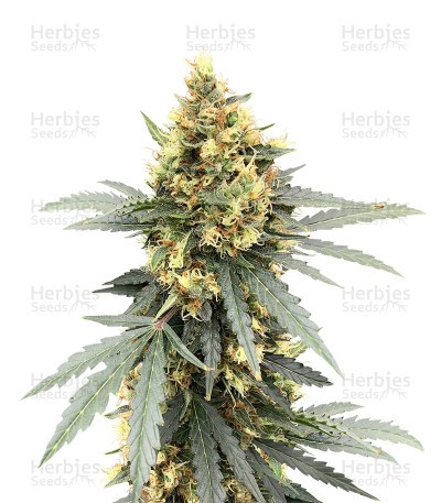 Auto Critical Orange Punch Seeds (Dutch Passion)