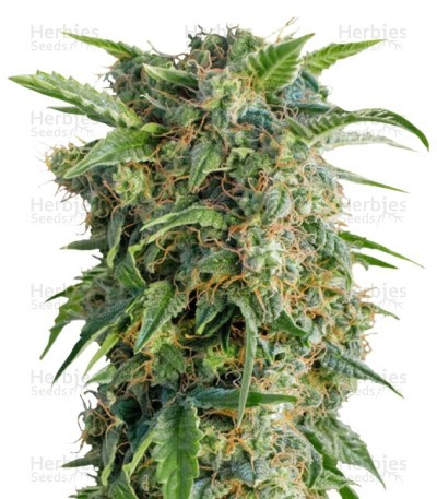 Auto Daiquiri Lime Seeds