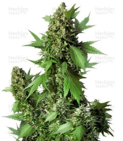 Auto Duck Seeds
