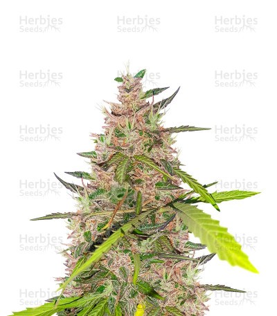 Auto Euforia Seeds