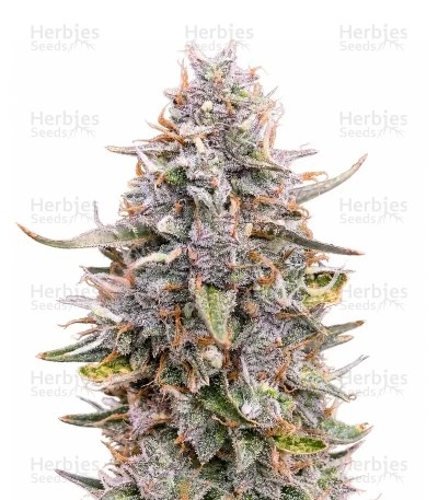 Auto Frozen Biscotti Seeds (Dutch Passion)