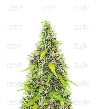 Auto GG#4 Original Glue F1 Seeds (Seedkeepers)