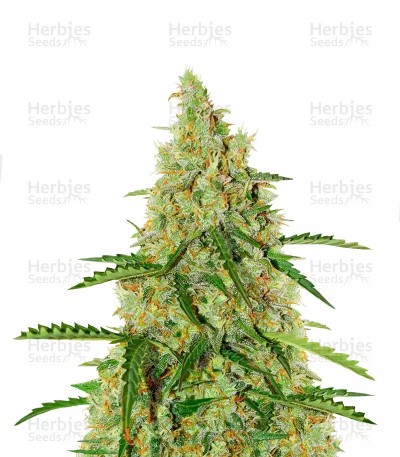 Auto Glueberry O.G. Seeds