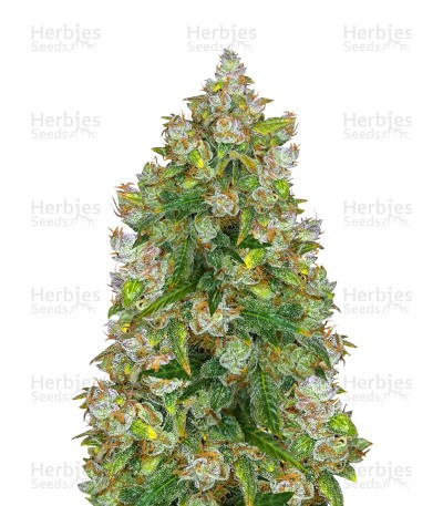 Auto Lemon Kix (Auto Lemon Z) Seeds