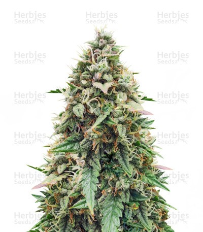 Auto Skywalker Haze Seeds (Dutch Passion)