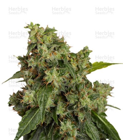 Auto Xtreme Seeds