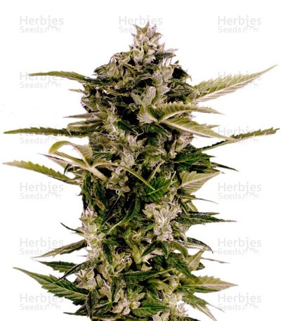Auto-Bomb Seeds