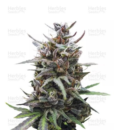 Baby Boom Auto Seeds