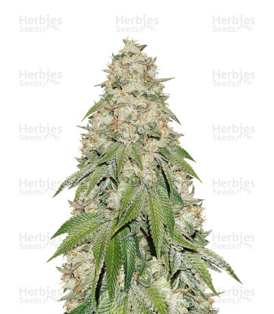 Banana Blaze Seeds