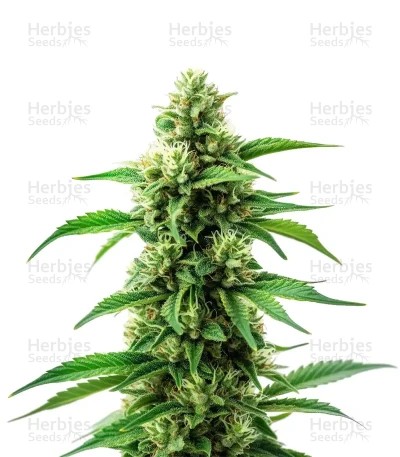 Banana Original Z Seeds