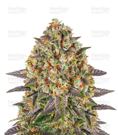 Banana Punch Seeds (Barney's Farm)
