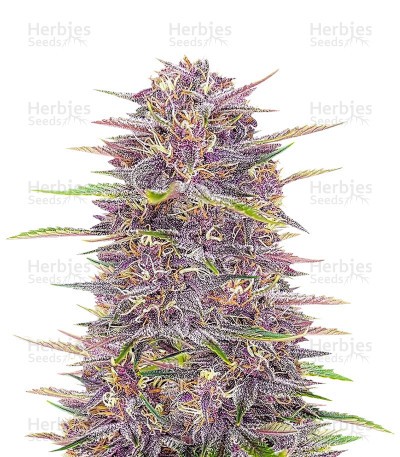 Banana Purple Punch Seeds (Fast Buds)