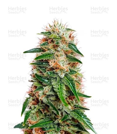 Bc Diesel Seeds