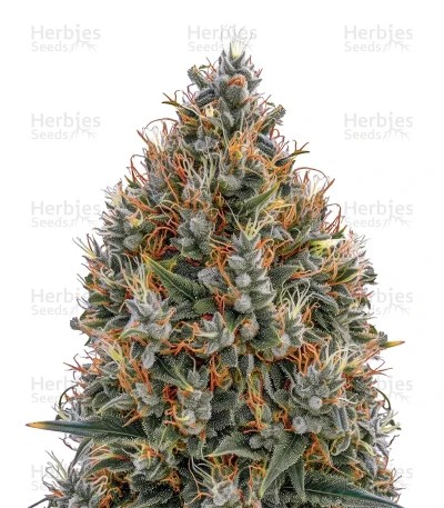 Big Bang Auto Seeds