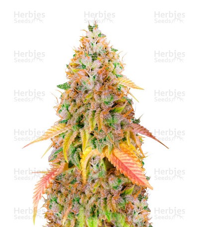 Big Bud (Herbies Seeds)
