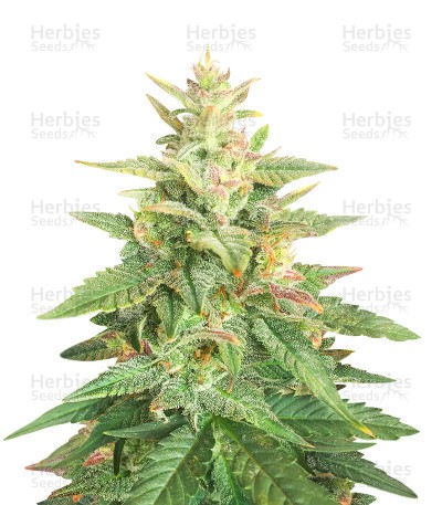 Big Bud Auto Seeds (Herbies Seeds)