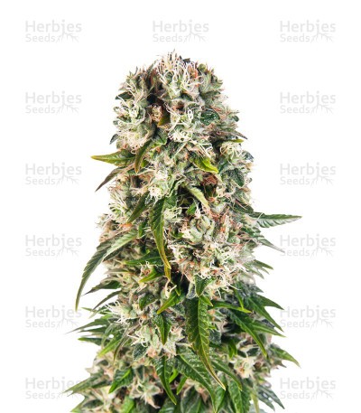 Big Bud Automatic Seeds