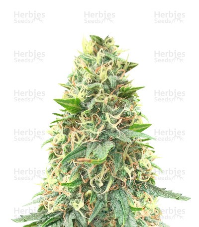 Big Bud Fast Version (Herbies Seeds)