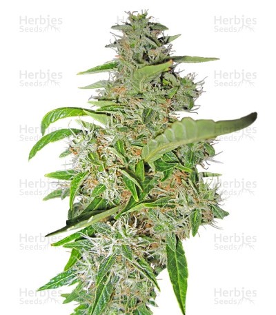 Big Bud Seeds (Sensi Seeds)