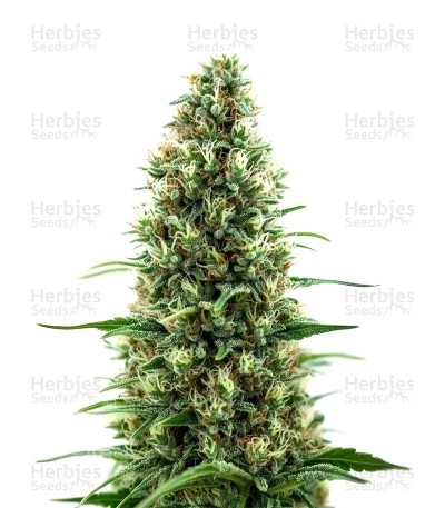 Birthday Cake Seeds