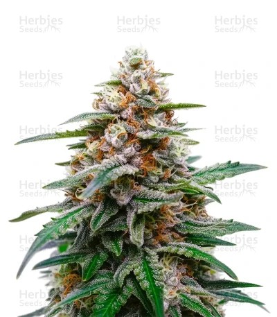 Biscotti Auto Seeds (Green House Seeds)