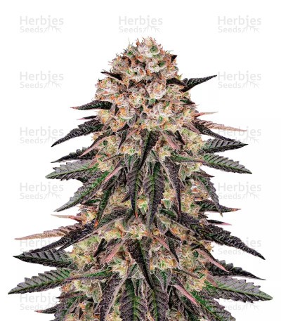 Biscotti Mintz Seeds (Barney's Farm)
