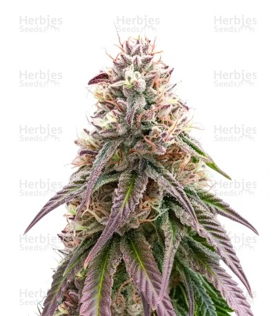 Black Cherry Punch Seeds