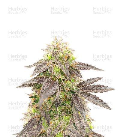 Black Domina Auto (Herbies Seeds)
