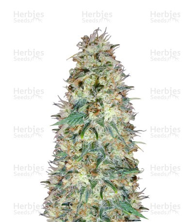 Black Domina Seeds