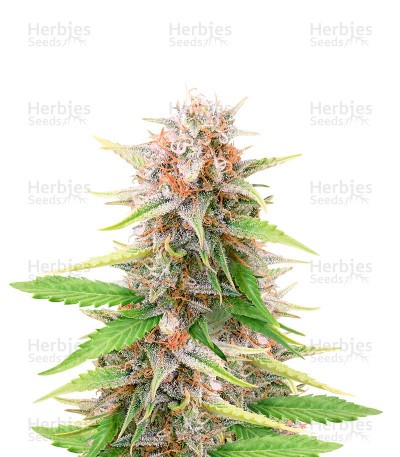 Black Dominia Fast Version (Herbies Seeds)