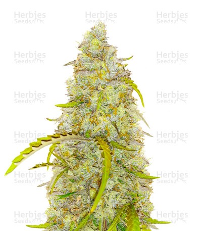 Black Herer Seeds (EGS)