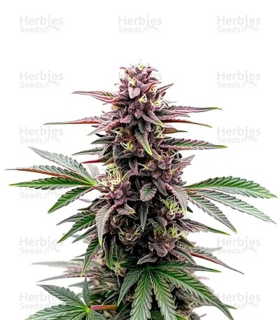 Black Runtz Seeds