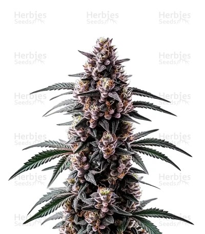 Black Sugar Seeds